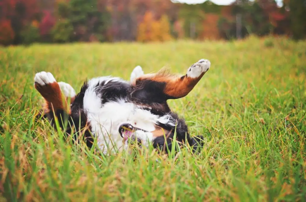 is lime on grass bad for dogs