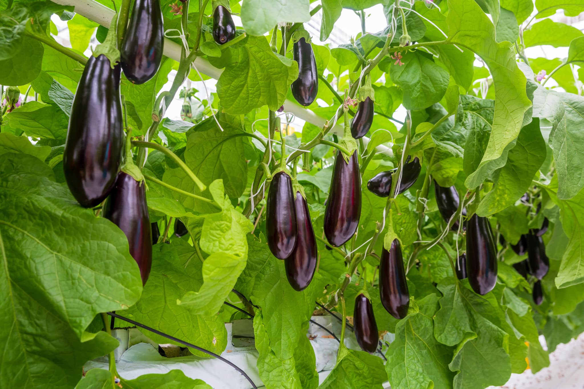 How To Grow Eggplants (The Ultimate Guide) Green Garden Tribe