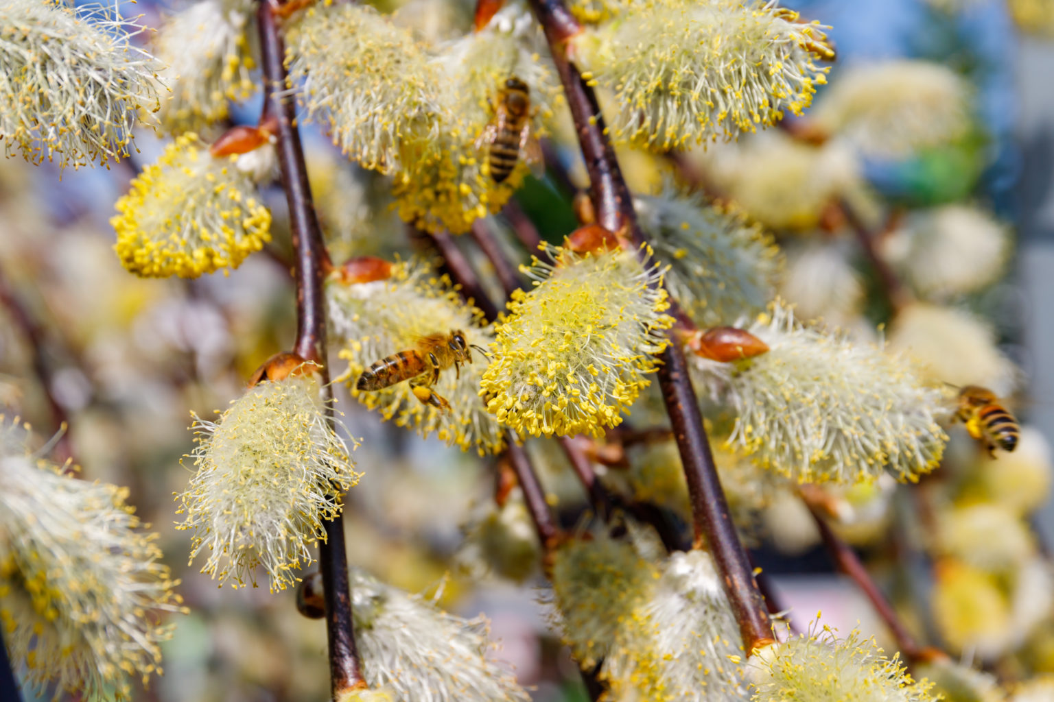 9 Tips For Growing And Caring For The Weeping Pussy Willows Green Garden Tribe 