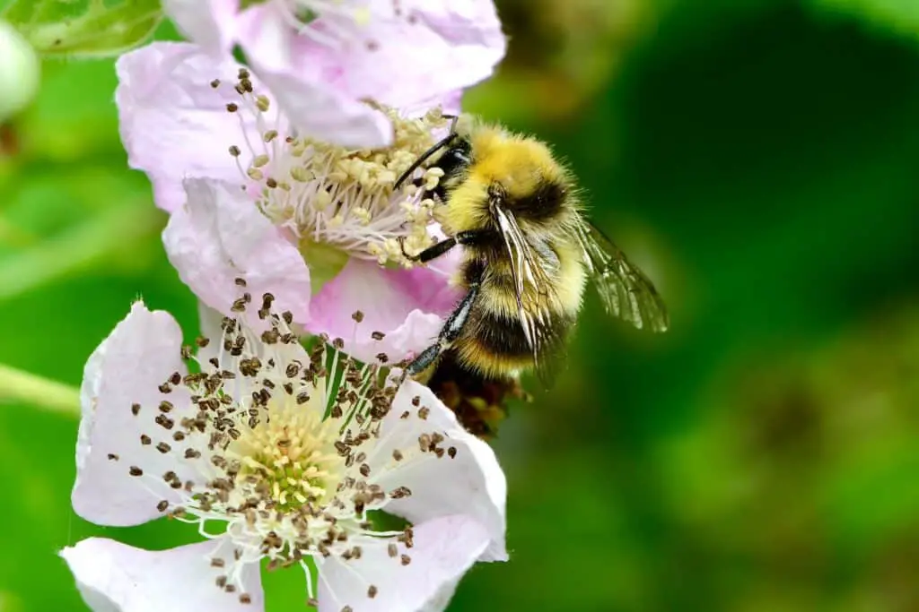Bumblebee (Bombus genus)