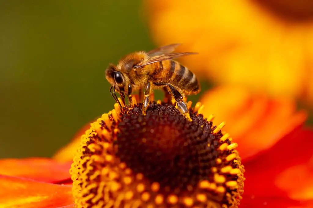 Honeybee (Apis genus)