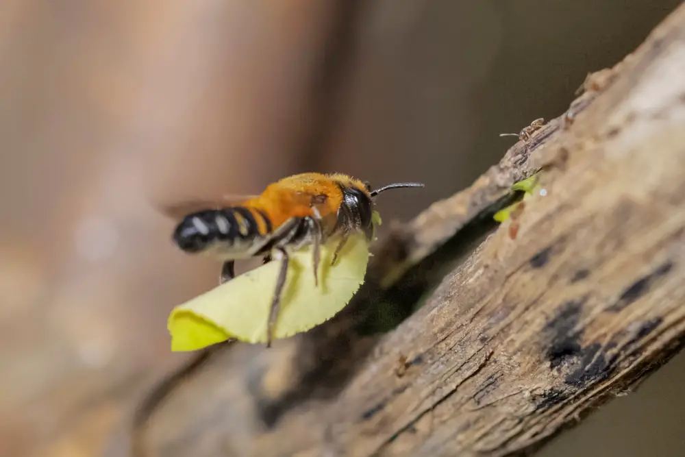 Leafcutter Bee (Megachile genus)