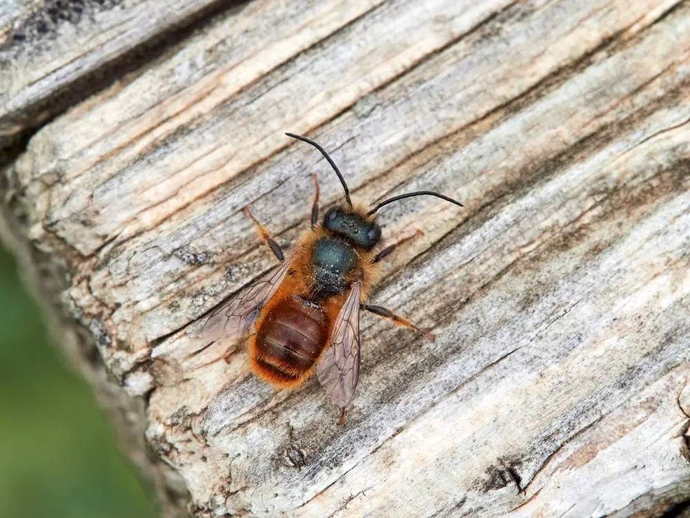 Mason Bee (Osmia genus)