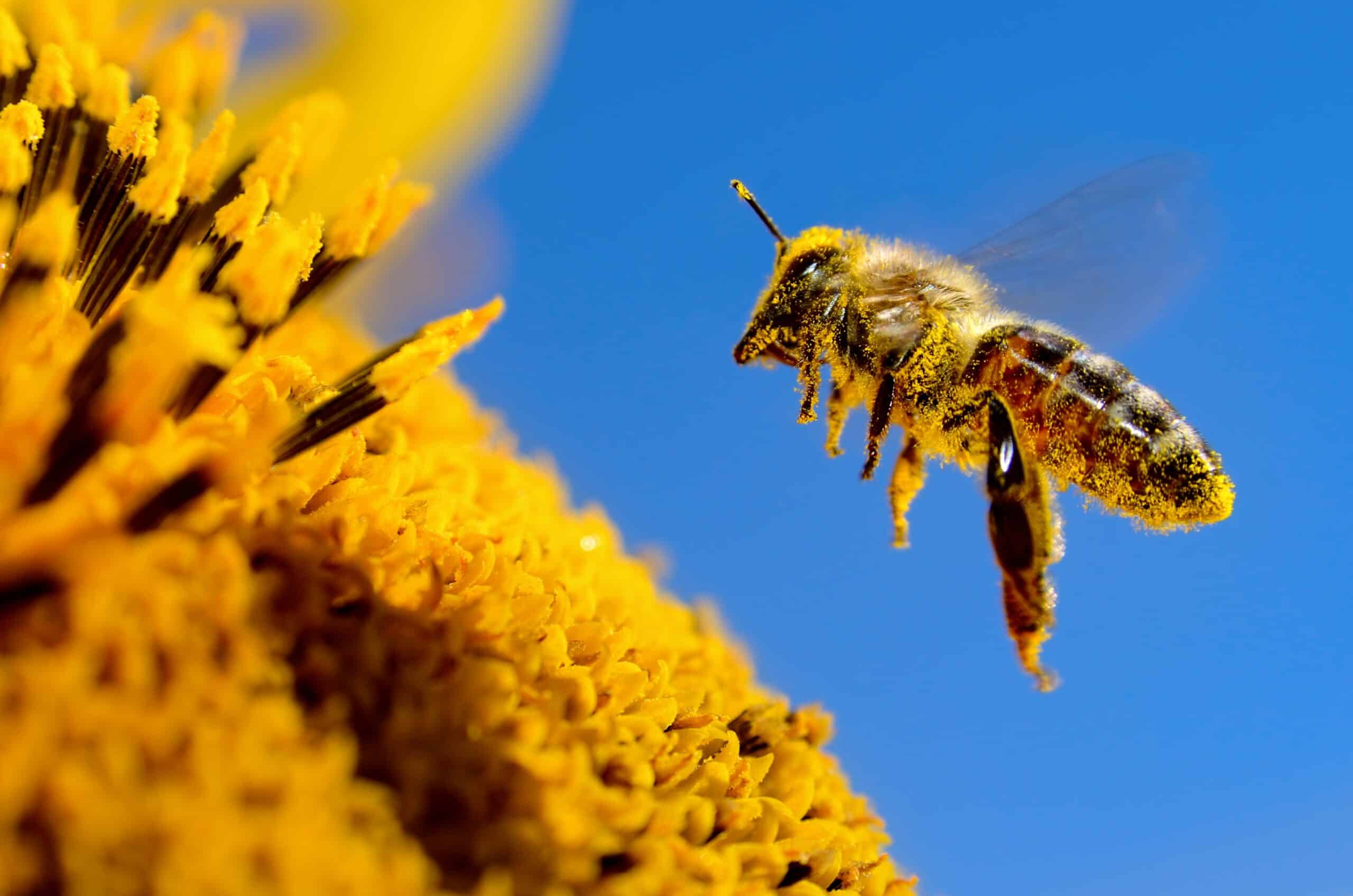 The Ultimate Guide To Identifying Bees In Your Garden
